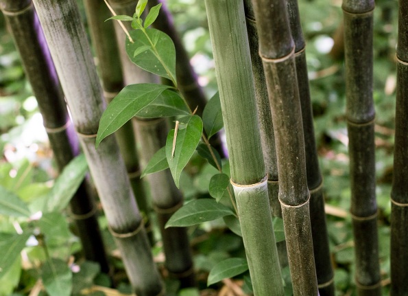 bamboo removal Newcastle