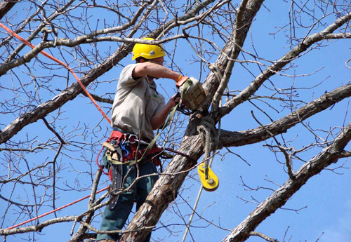 Tree Removal Newcastle