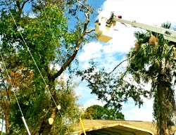 Dead Wooding Newcastle