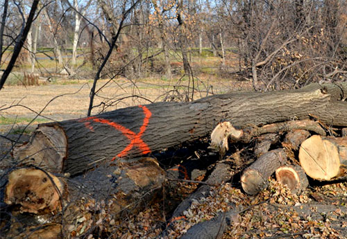 Dead Wooding Newcastle