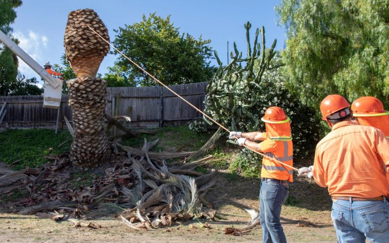 Newcastle Palm Tree Removal