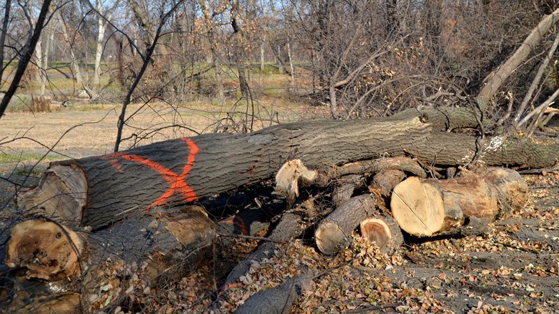 Tree Removal Newcastle