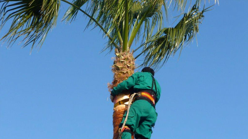 Stump Removal Newcastle
